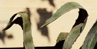 Athens/Agave Americana, 2019, photography by Georg Gatsas