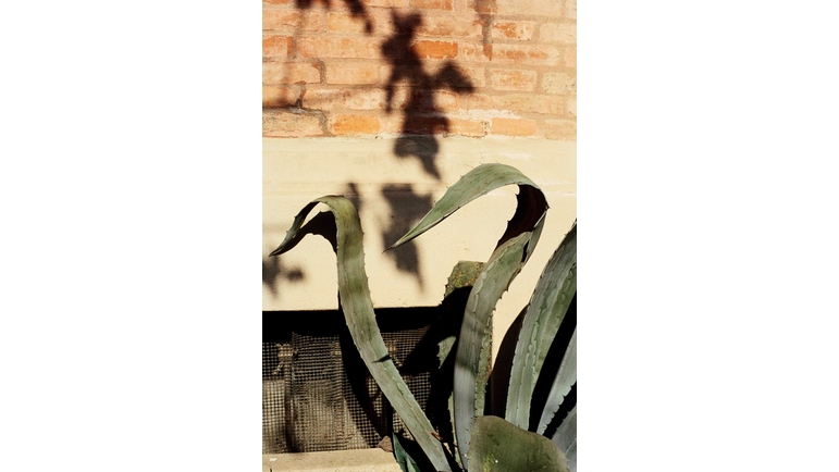 Athens/Agave Americana, 2019, Fotografie von Georg Gatsas