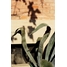 Athens/Agave Americana, 2019, Fotografie von Georg Gatsas