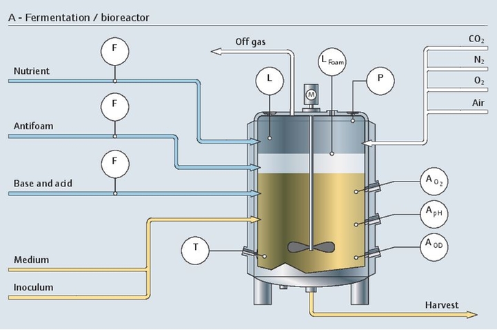 fermentation process
