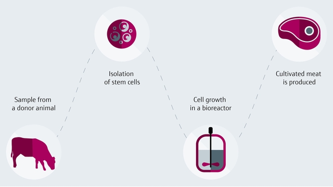 Production process of cultivated meat