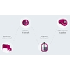 Production process of cultivated meat