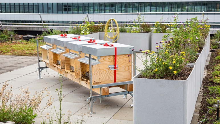 Bienen auf dem Dach eines Endress+Hauser Produktionsgebäudes im schweizerischen Reinach sorgen für Biodiversität.