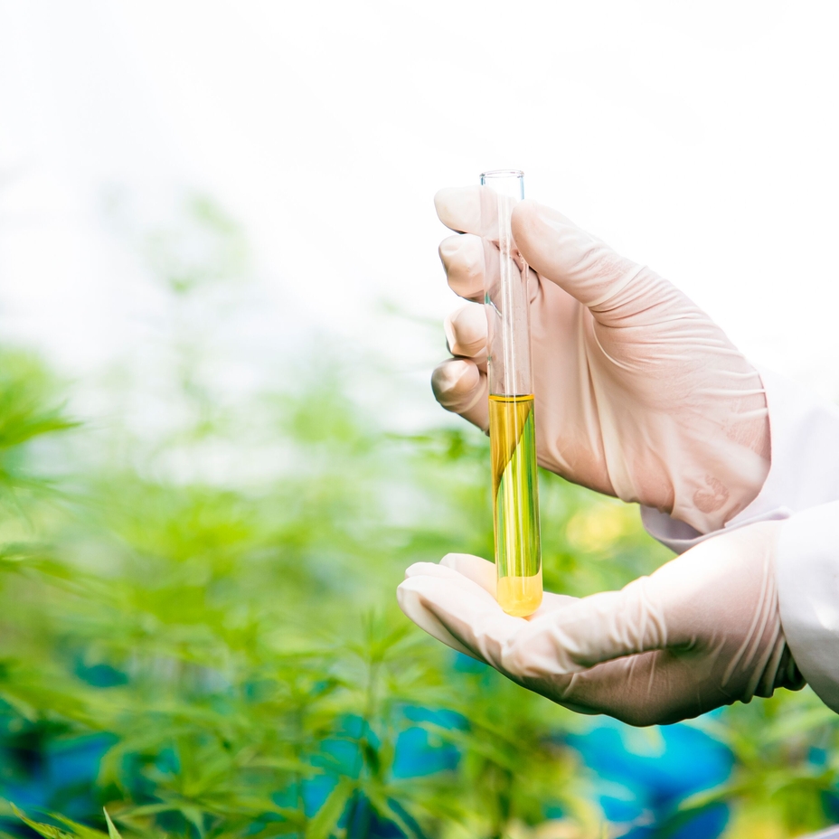 Cannabis essential oil in a glas vial